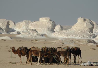 Ostsahara, gypten: Karawane Weisse Wste - Kamelgruppe vor dem Panorama der Weissen Wste